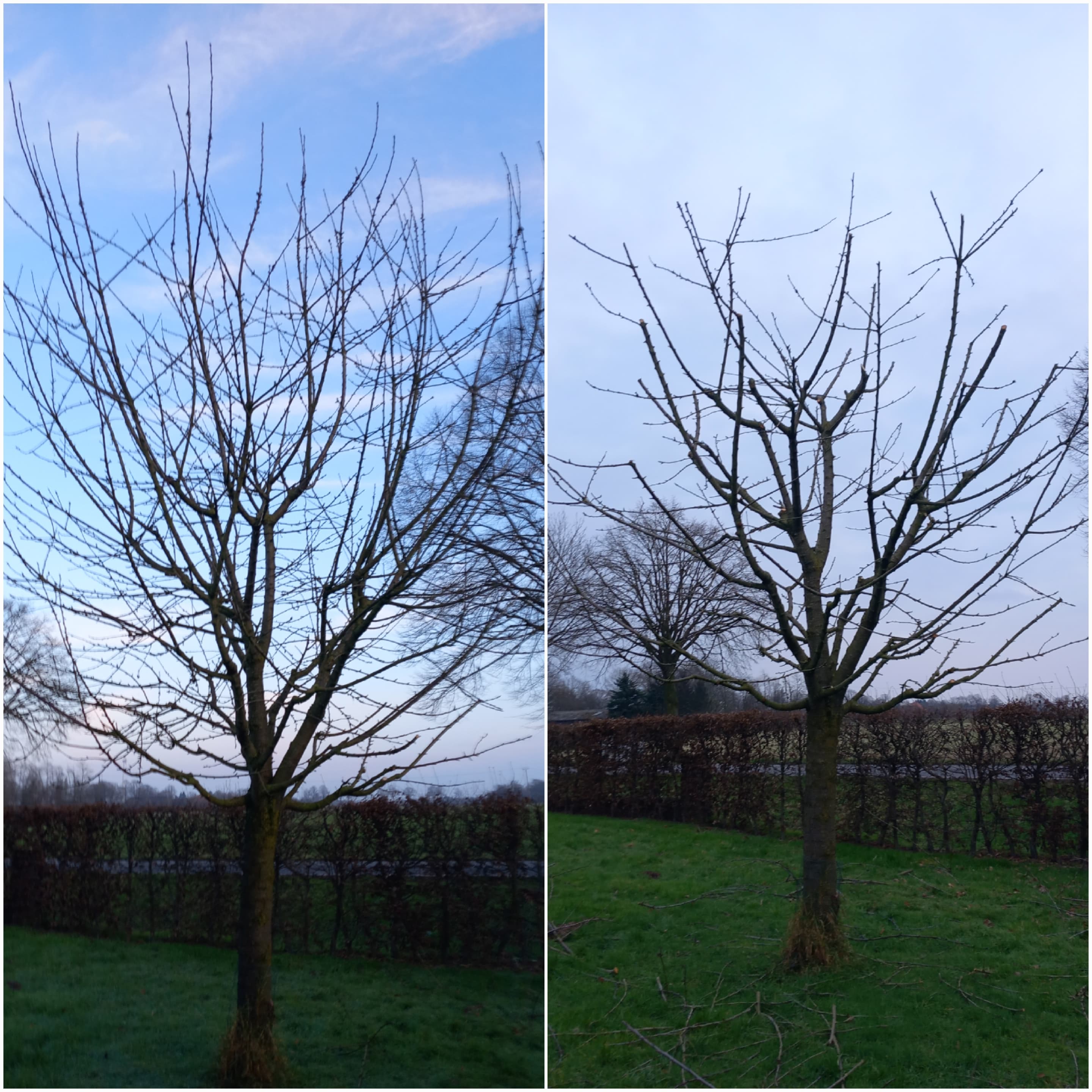 Professioneller Obstbaumschnitt