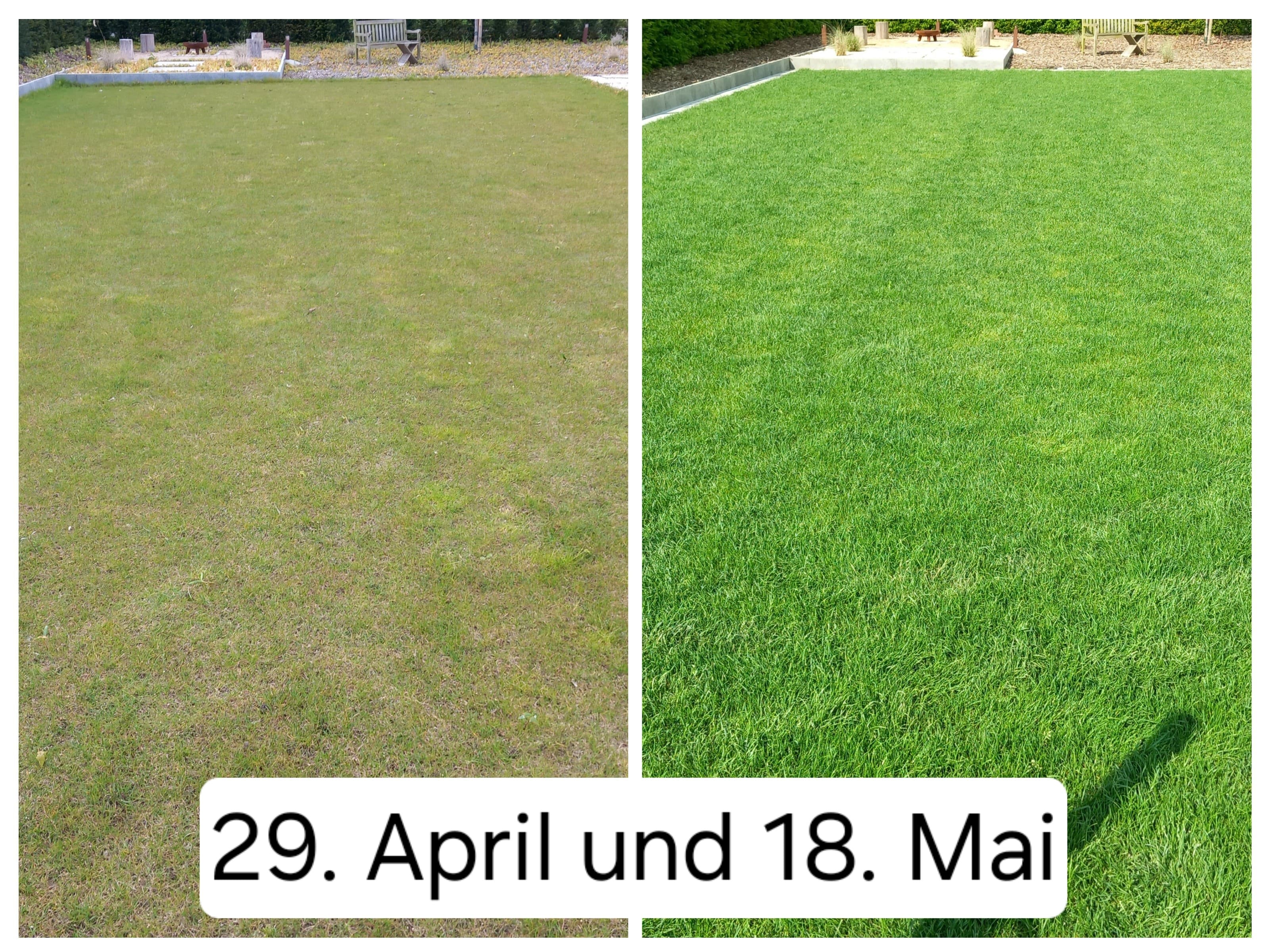 Rasenpflege Vorher-Nachher