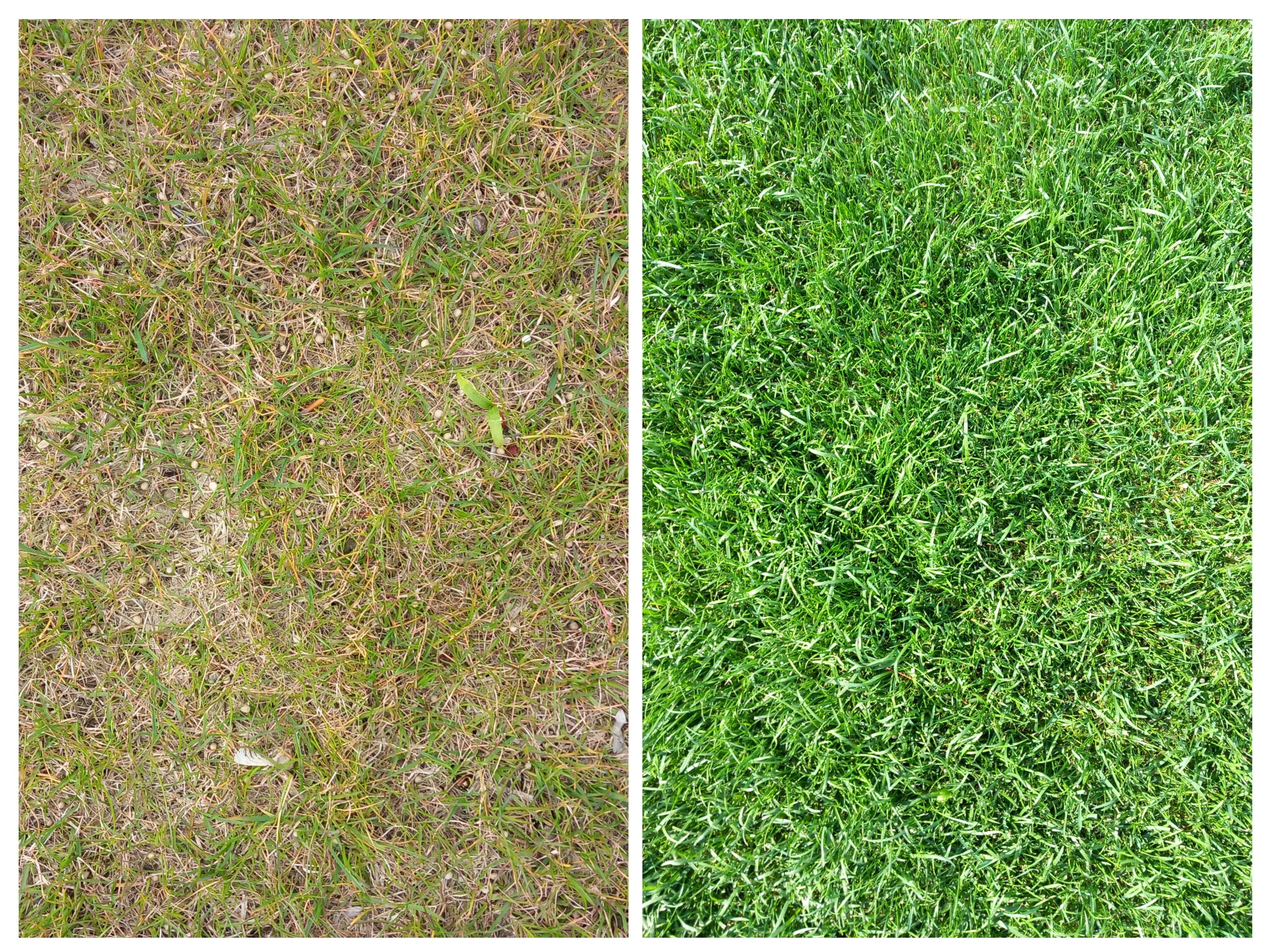 Rasenpflege Collage 2