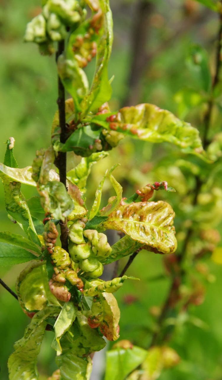 Pflanzenkrankheit Diagnose